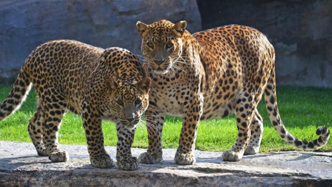 Bioparc