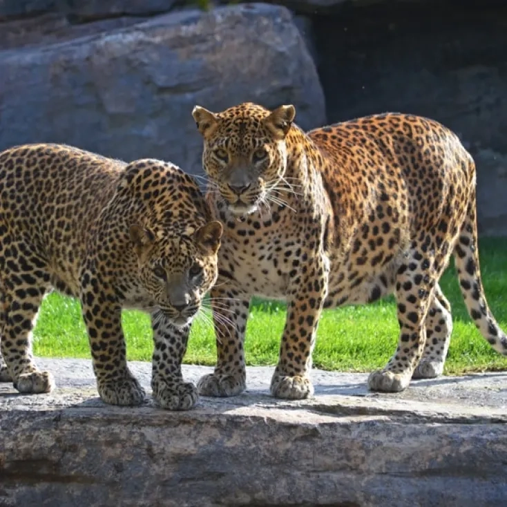 Bioparc