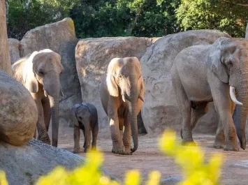 Promoción especial de noviembre en Bioparc València
